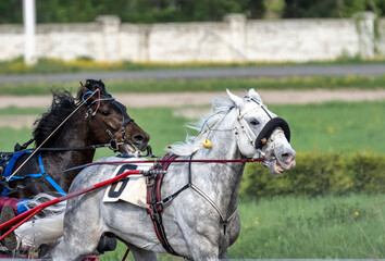 beautiful horses on the race at the opening of the season at the racetrack on a sunny day 
