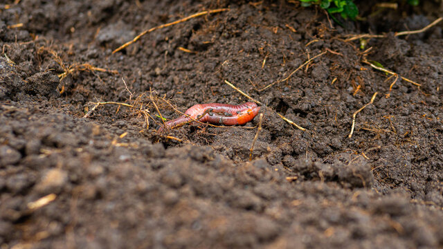 Earthworm in the ground, bait worm, large worm in the ground