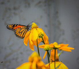 Monarch butterfly on yellow flower
