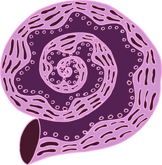 Obraz premium seashell sea vector isolated hand drawing sketch pink