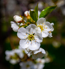 White cherry flower blossom in orchard 