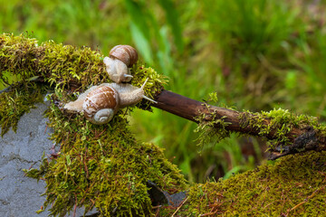 Garden snail - Helix pomatia climbs a branch. The photo has a nice bokeh.