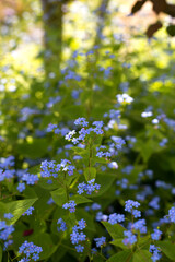 Forget-me-not beautiful small spring flowers against sunlight.