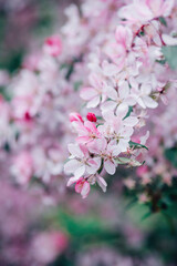 pink cherry blossom in spring