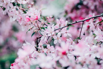 pink cherry blossom in spring