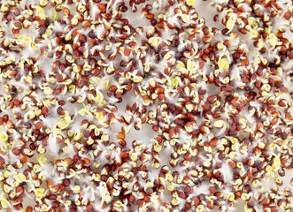 Sprouting Microgreens. Seed Germination at home. Vegan and healthy eating concept. Sprouted Seeds, micro greens