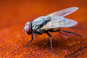 close up of a fly