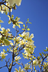 blossoming tree in spring