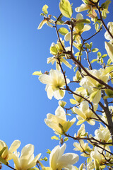 blossoming tree in spring
