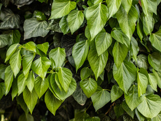Ivy green leaves. Ivy texture. Ivy background.