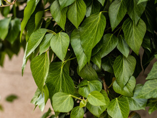 Ivy green leaves. Ivy texture. Ivy background.
