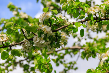 White blossom of pear tree at spring