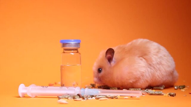 hand in medical glove takes hamster mouse near medical syringe with needle and bottle-phial isolated on orange background. medical experiments, tests on mice. veterinary. vaccine development.