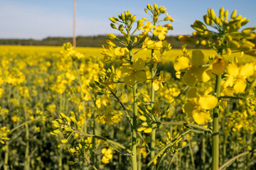 Yellow rapeseed fields in sunny day