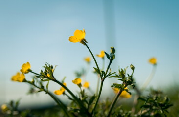 Blossom flora closeup in spring