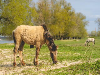 Wild Horses Beuningse UIterwaarde