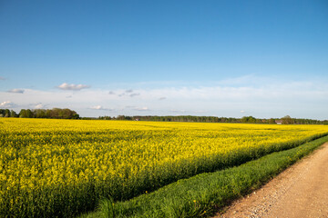 Fototapeta premium Yellow rapeseed fields in sunny day