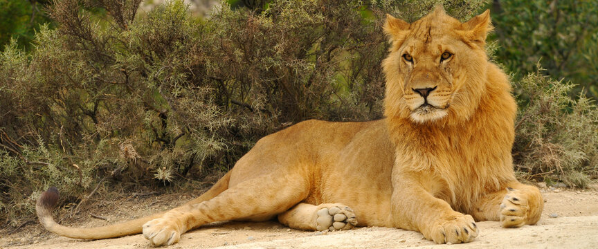Panoramique jeune lion couch&eacute; sur le sol le regard fixe