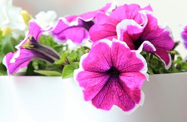 Purple petunia flowers close up