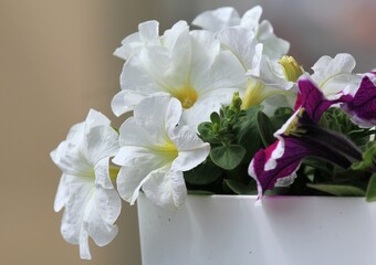 White petunia flowers close up