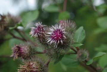 kwiat łopianu  (Arctium ) 