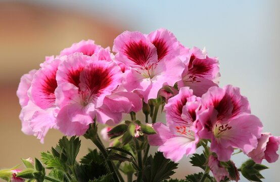 Pink Pelargonium Flowers On A Blurry Background