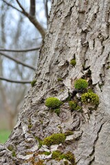 Obraz premium tree trunk in the forest, clumps of moss on the bark of the tree, plants, wildlife