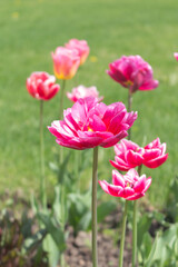 Bright yellow and pink tulips on a background of green grass on a sunny spring day.