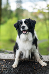 Fototapeta premium Border collie dog portrait