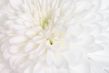 Close up white flower of Chrysanten with selective focus, Chrysanths are flowering plants of the genus Chrysanthemum in the family Asteraceae, Nature floral pattern texture background.