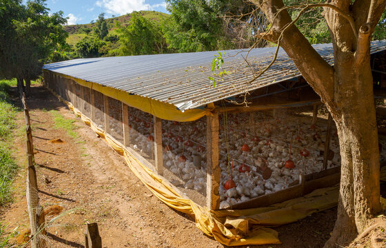 Detalhe externo de granja av&iacute;cola rem Minas Gerais, Brasil