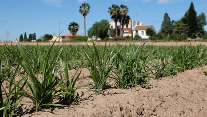 The fields of tigernuts near Valencia in a summer day. Green plants under a blue sky with clouds