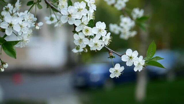 Blooming cherry on a city street. Spring landscape - white flowers on a tree in the rays of the setting sun.