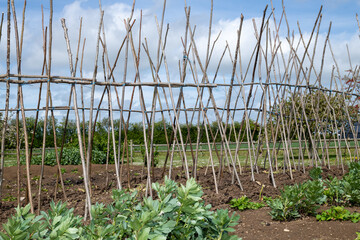 Home made supporting frame ready to support runner beans
