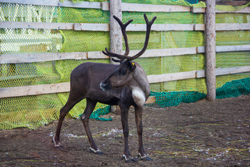 The king of the Tundra is a deer. Reindeer and husky farm, Teriberka, Murmansk region.
