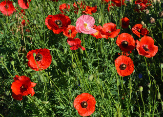 Fototapeta premium Red poppy flowers background. Papaver rhoeas, corn poppy, or Flanders poppy red flowers, buds and capsules with seeds.