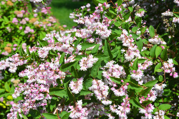Deutzia bush branches bloom. Blossoming deutzia, deytion rough, or star-shaped flowering bush in...