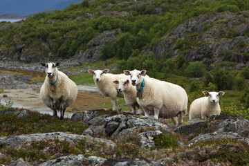 Naklejka premium Schafe in der Felsenlandschaft in Norwegen