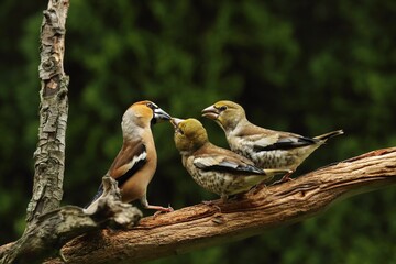 The Hawfinch (Coccothraustes coccothraustes) male is feeding two younghs on the old branch.