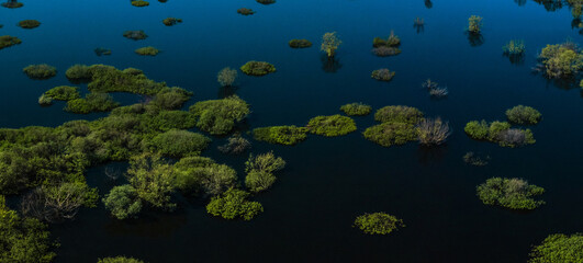 Fototapeta na wymiar bright green tree crowns above the water surface of a blue lake on a sunny spring day