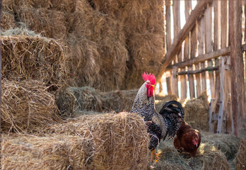 The rooster and the hen enjoy the straw at farm.  Rooster and hen eating in hay stock. Chicken on a pile of straw in rural farm. © Biljana