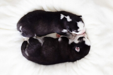 Two sleeping puppies of Siberian Husky are sleeping on a white blanket. Cute purebred newborn dogs are sleeping