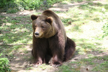 Naklejka na ściany i meble Big brown bear