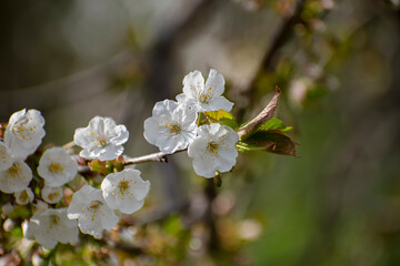 blooming spring tree with white flowers