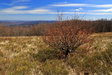 Drzewo na polanie w Bieszczadach
