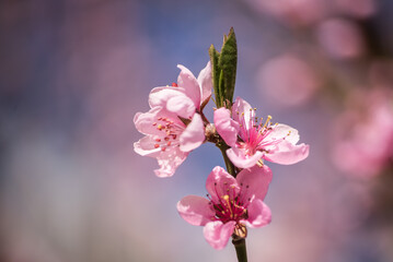 Branch with peach blossoms in sunny spring day.