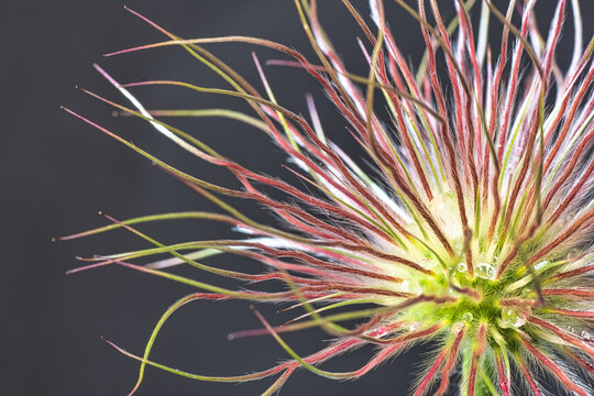 Samenkapsel von der osterblume 