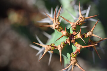 Close up of a cactus with long spines from above