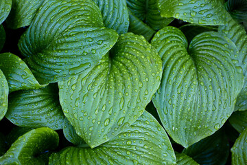 Hosta plant