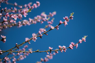 Branch with peach blossoms in sunny spring day.